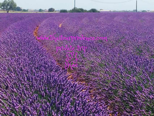 lavender in provence